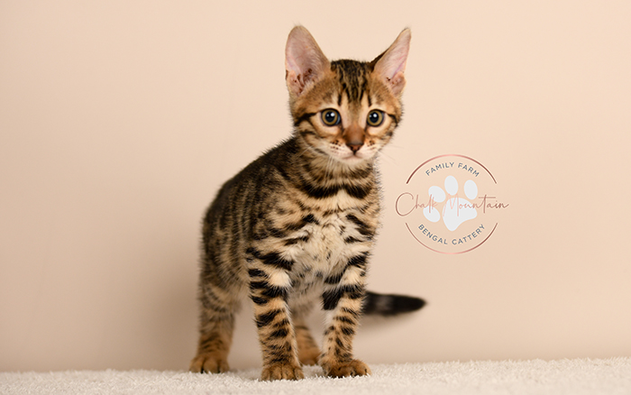 Bengal kitten for sale